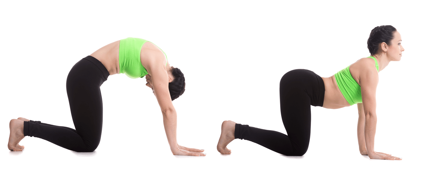 cat cow pose